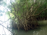 Paltuviers dans la Mangrove